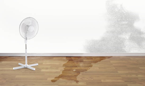 Best Ceiling water damage repair  in Dakota City, NE