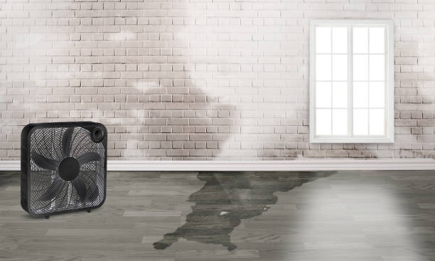 Best Water damage cleanup near me  in Dakota City, NE